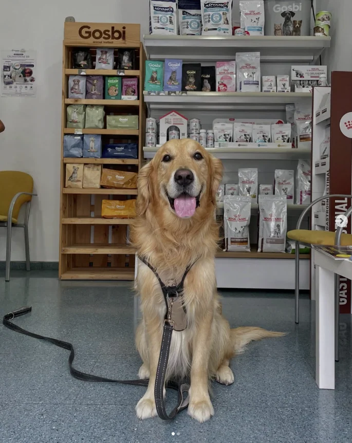 Golden retriever sonriente en la clínica