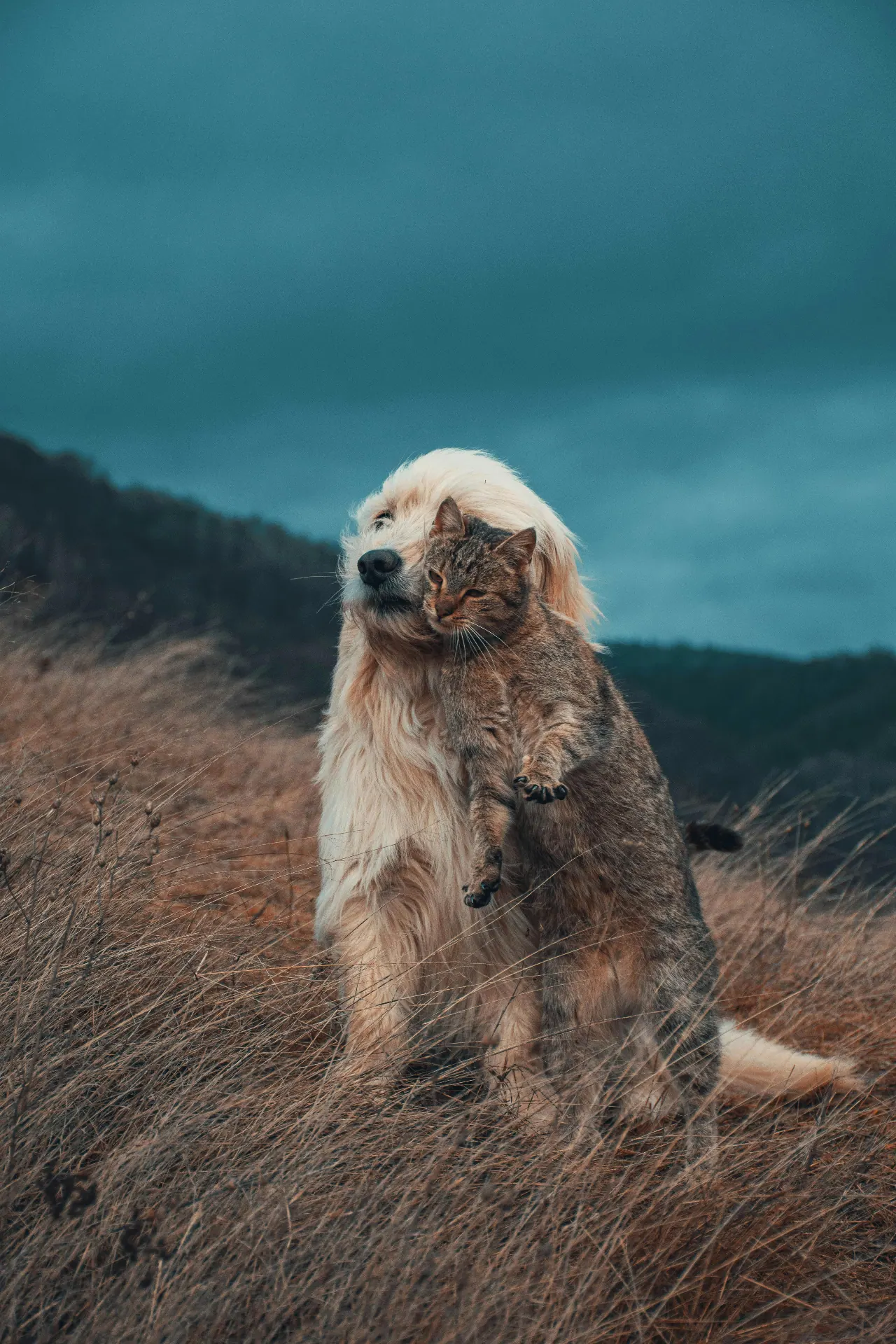 Perro y gato juntos — Clínica Gatcan
