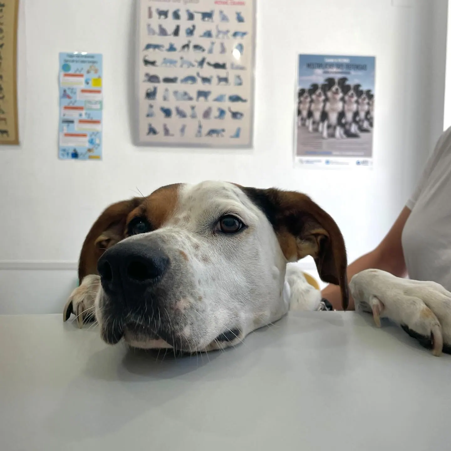 Mascota 5