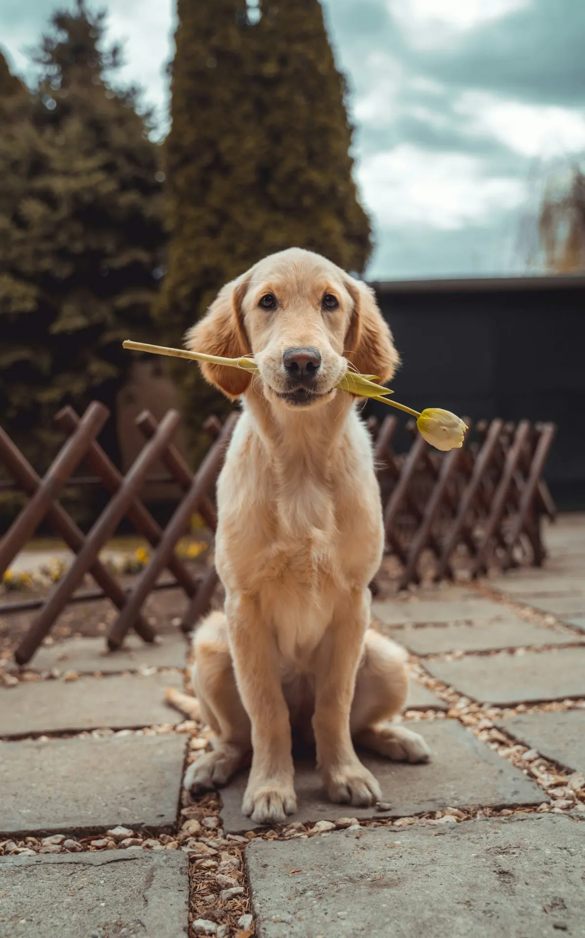 Golden retriever mirando a cámara con un tulipán
